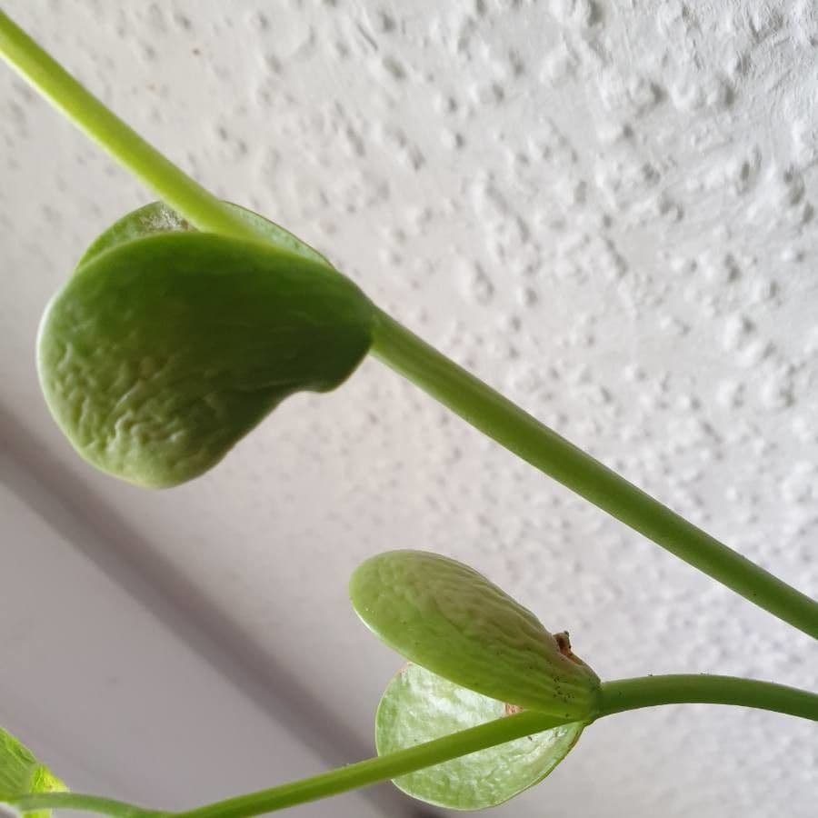 Prunkbohne 28