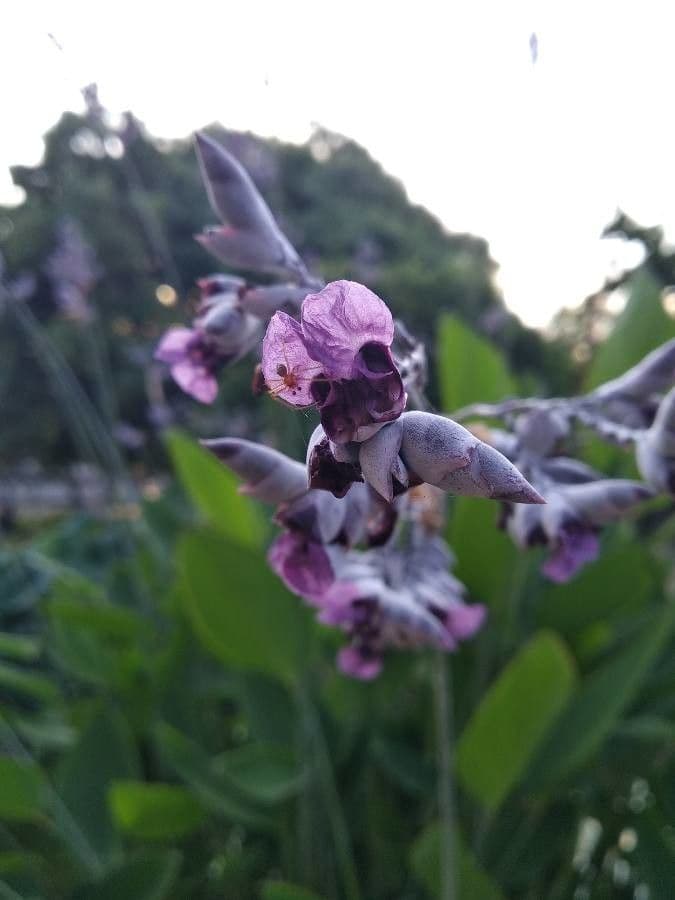 Thalia dealbata 4