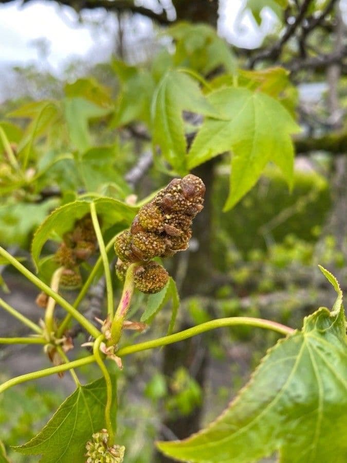 Formosa-Amberbaum 6