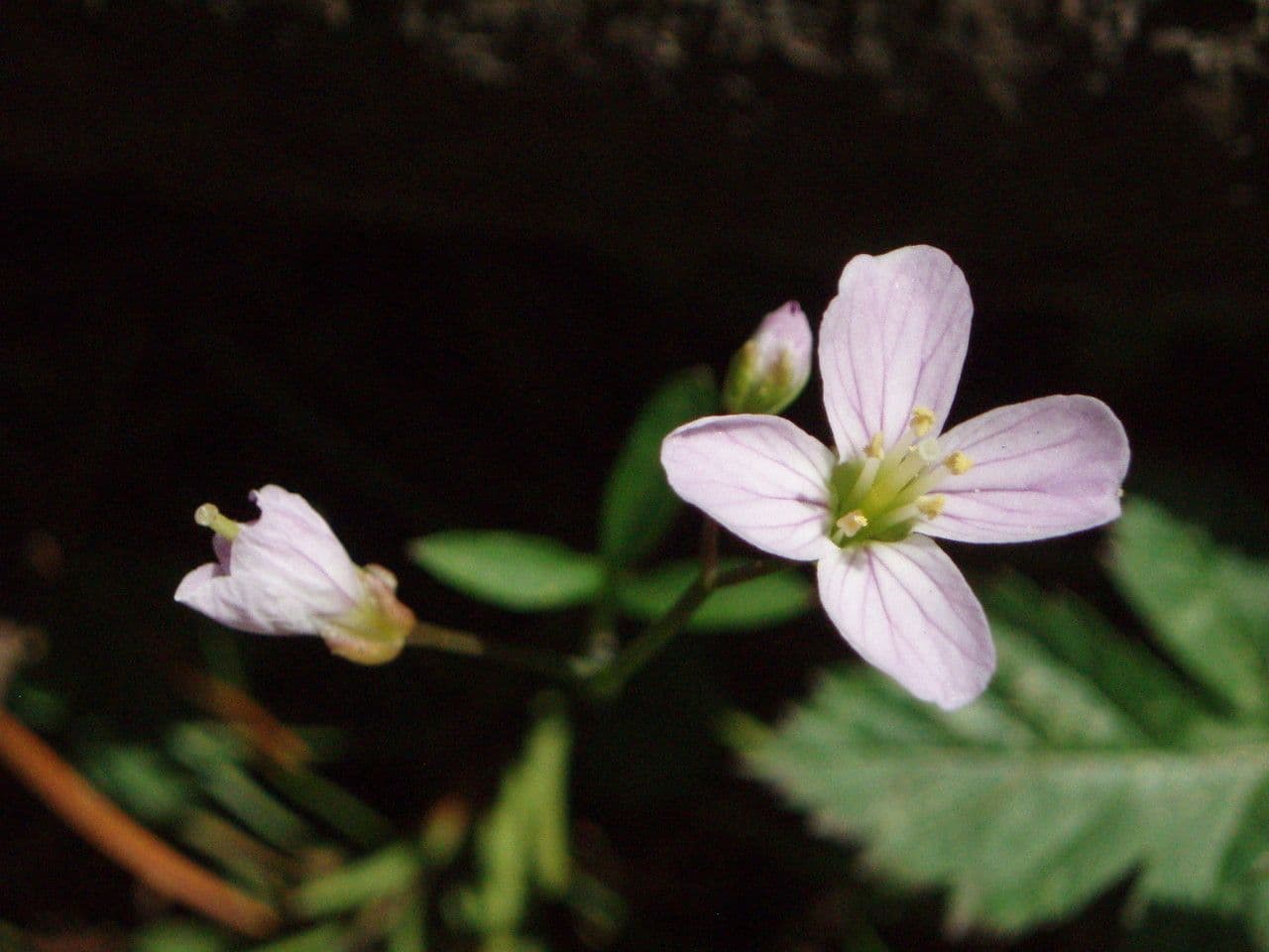 Cardamine di Nuttall