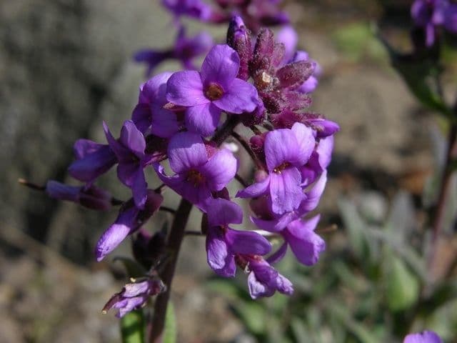 Phoenicaulis 6
