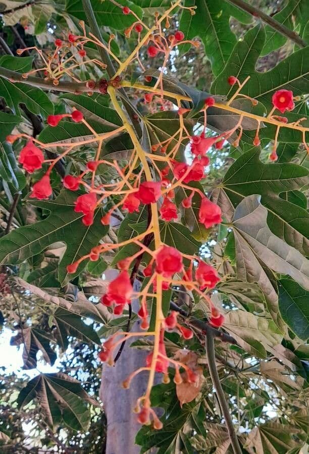 Brachychiton klonolistny 9