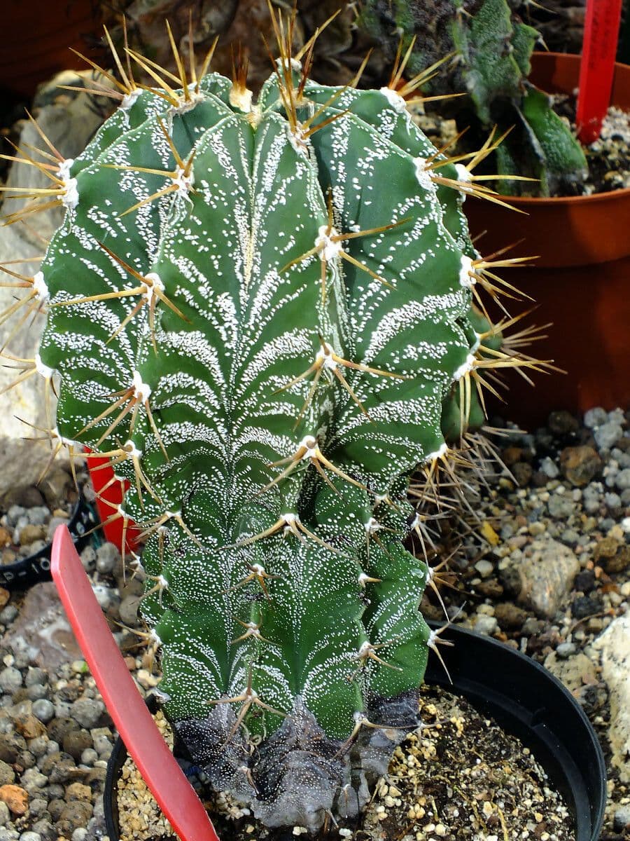 Cactus 8