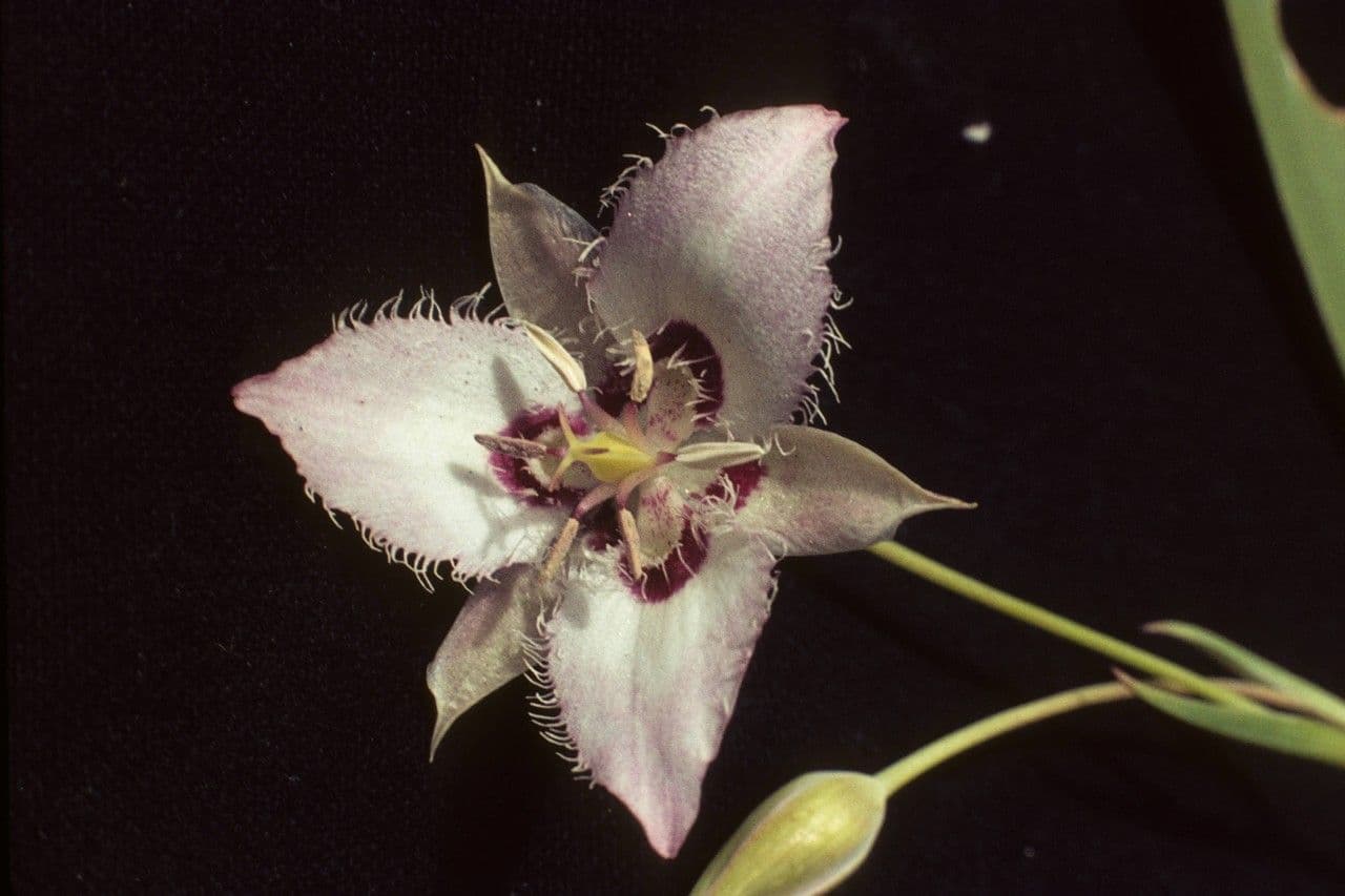 Calochortus Lyallův 4