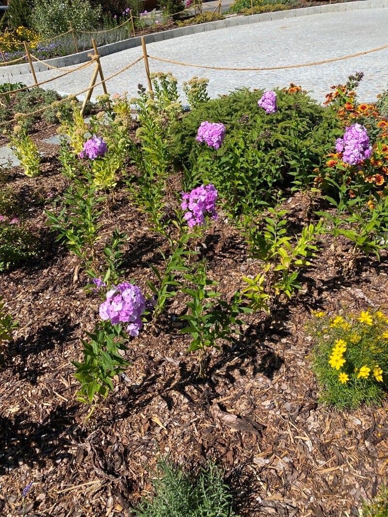 Gefleckte Phlox 10