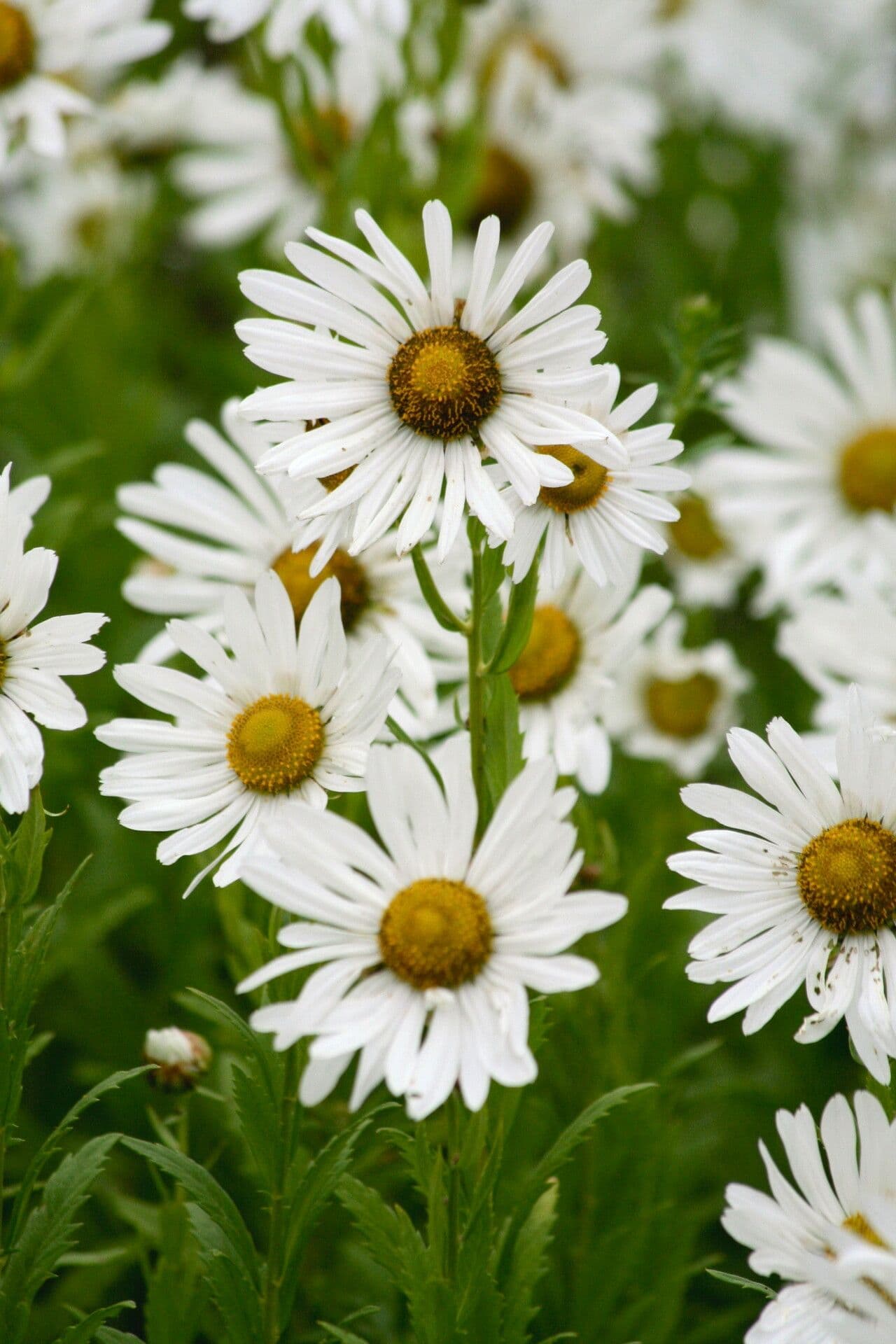 Späte Wucherblume 4