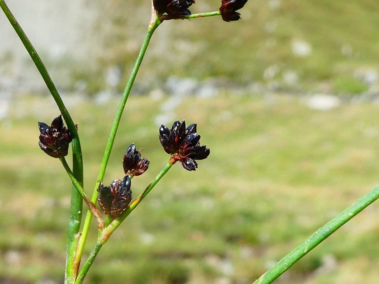 Alpen-Binse 10