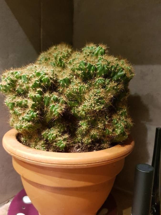 Cactus mela del Perù 10