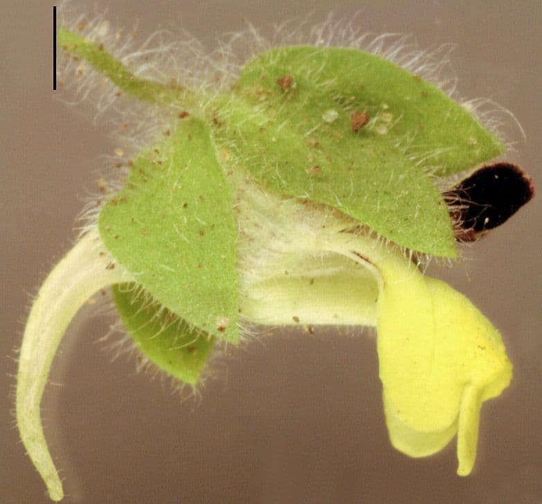 Cencio molle 3