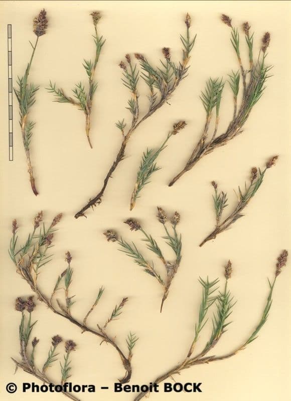 Aeluropus 23