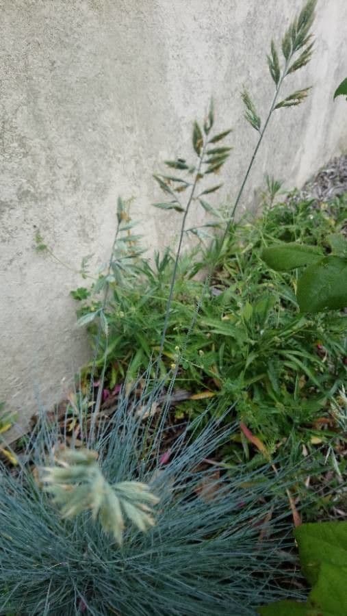 Festuca filiforme 4