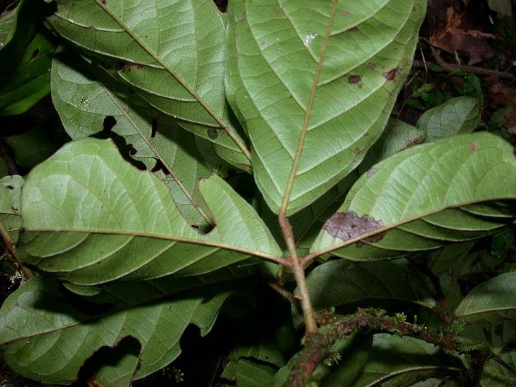 Combretum lasco 10