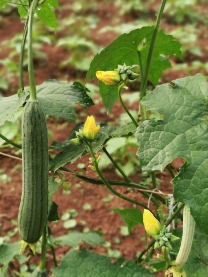 Luffa 3