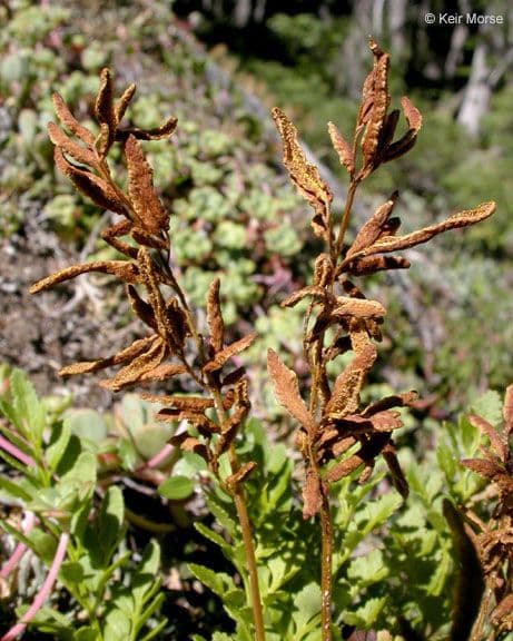 Kryptogramma 6