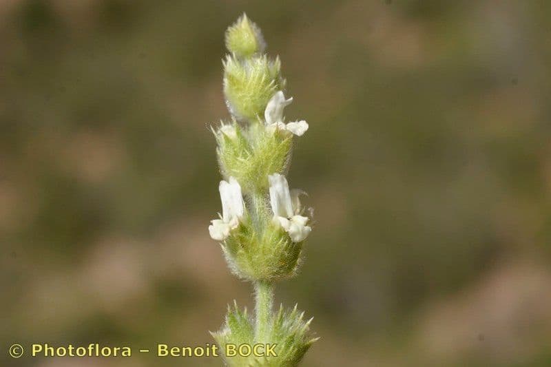 Sideritis leucantha