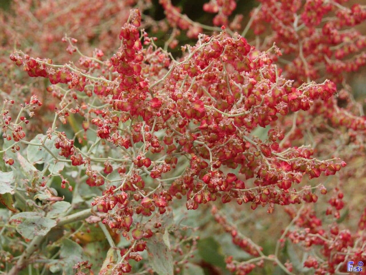Rumex maderensis 7