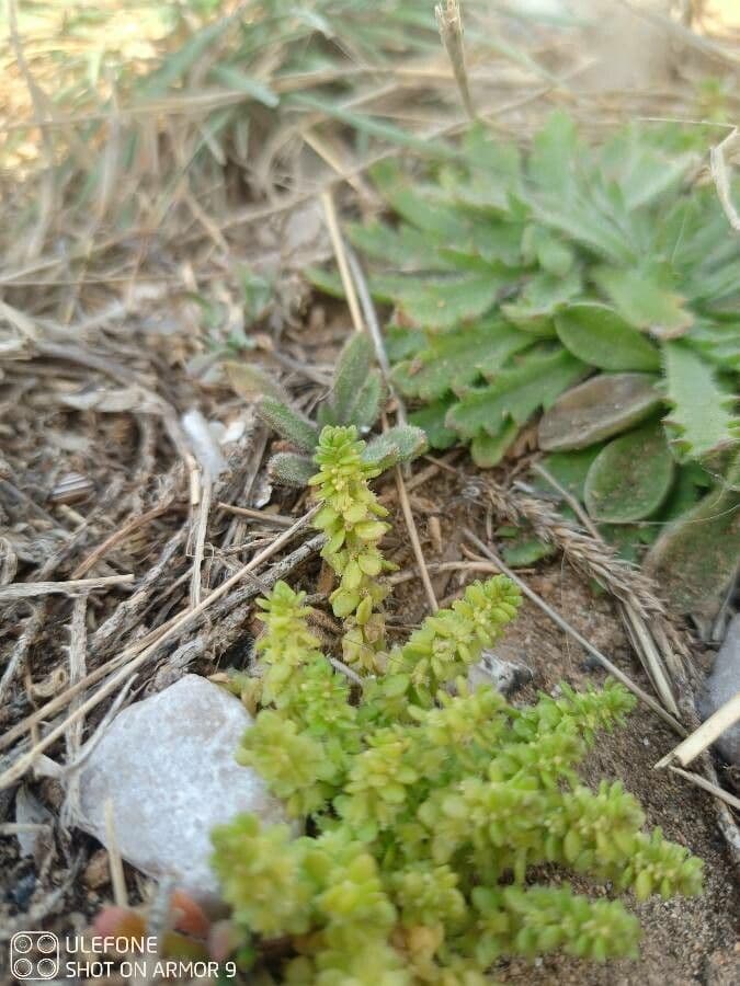 Valantia muralis 16