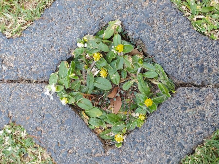 Gomphrena 14