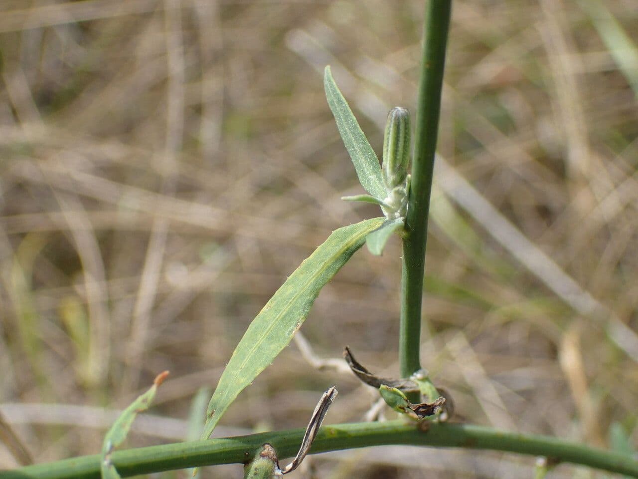 Lattughella 19