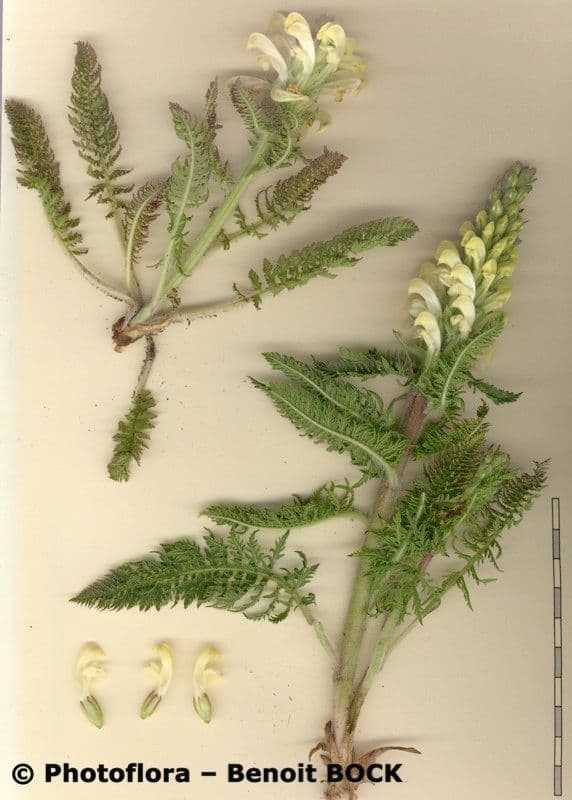 Pedicularis comosa 18