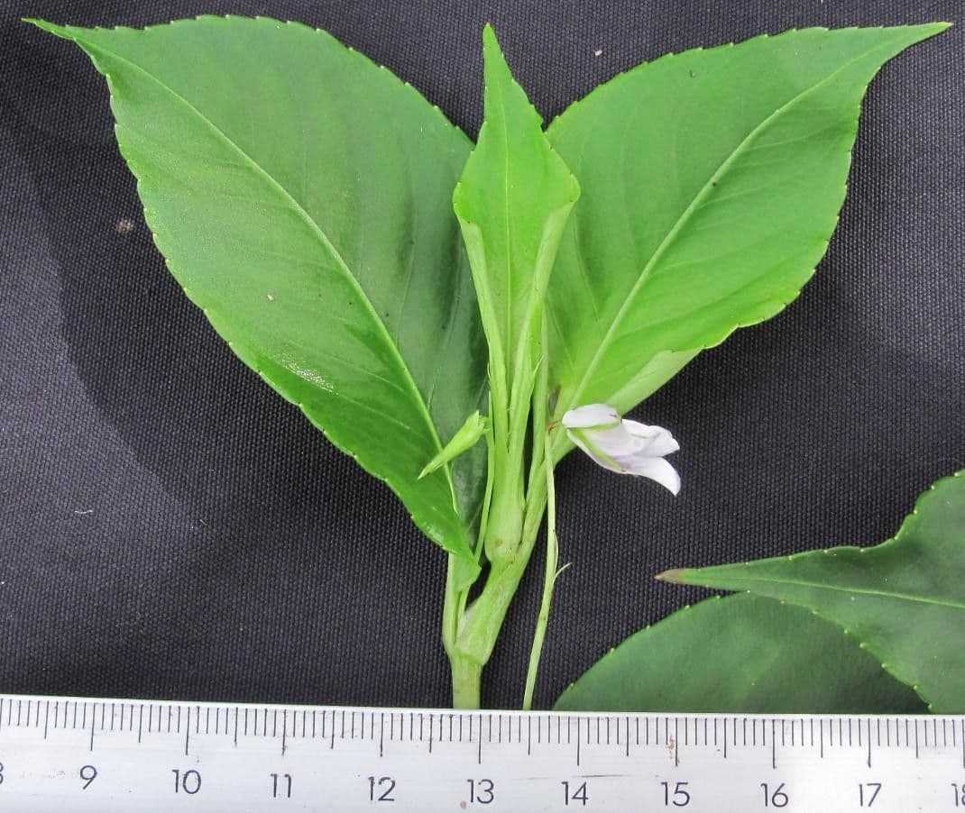 Viola stipularis 13