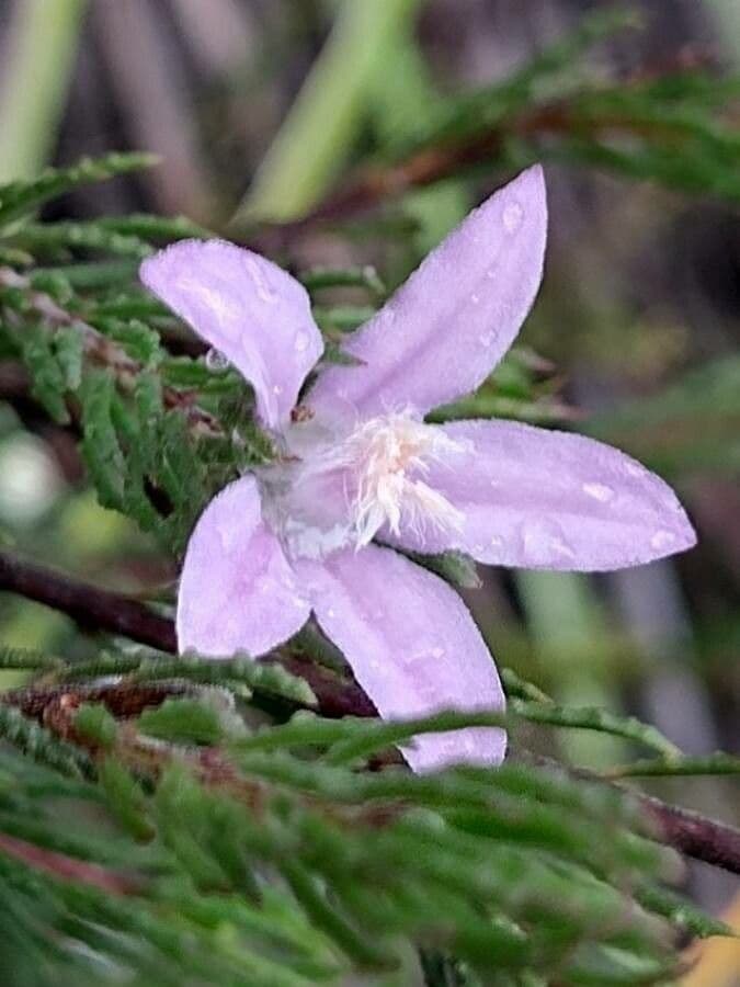Philotheca 2