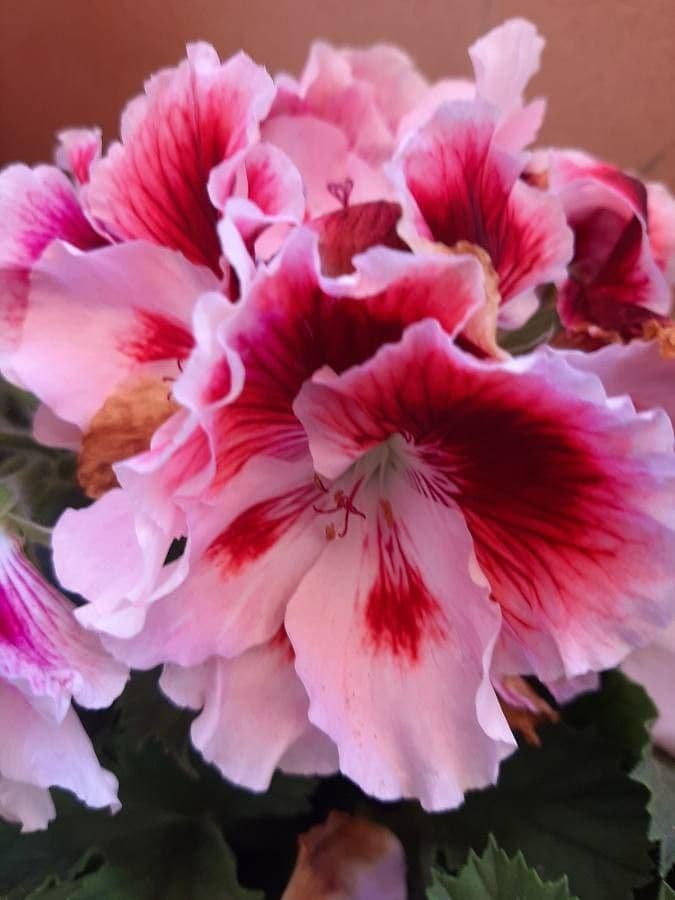 Pelargonio 4