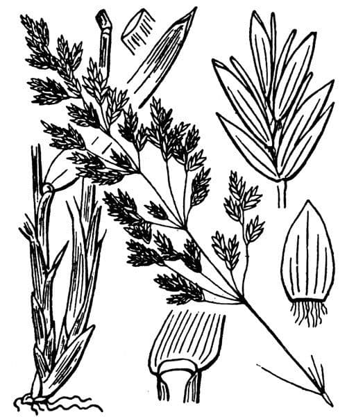 Fienarola di Chaix 25