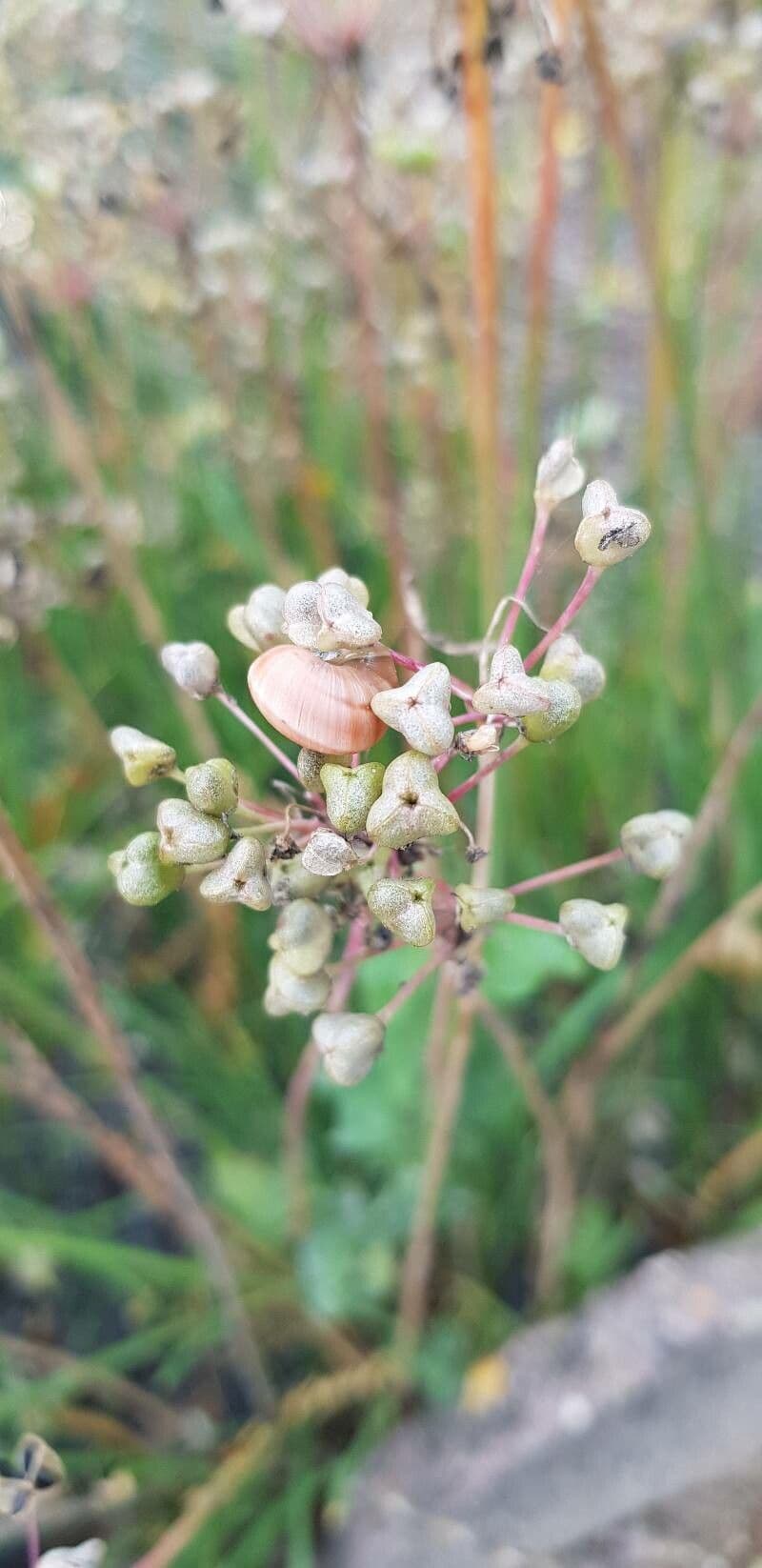 Schnittknoblauch 4