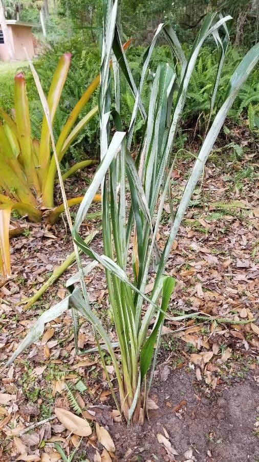 Pitcairnia 2