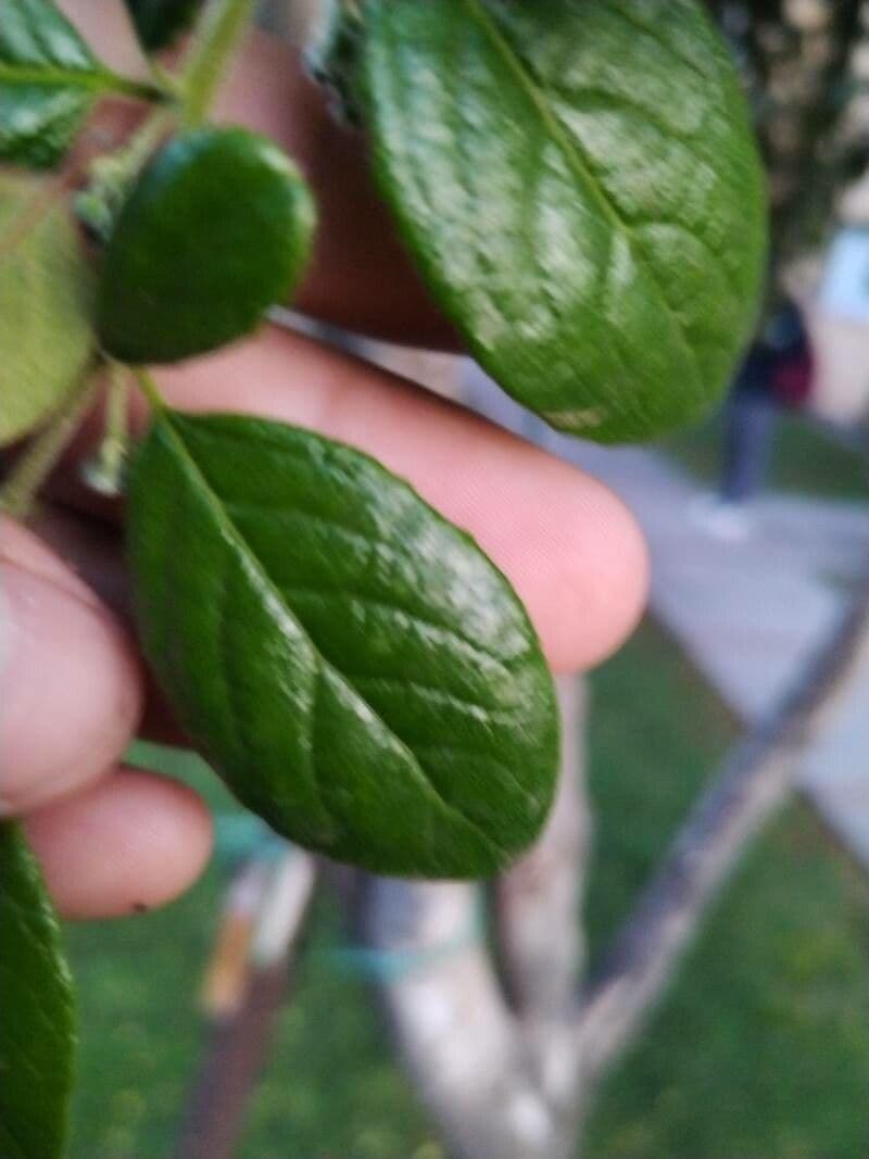 Azara dentata 10