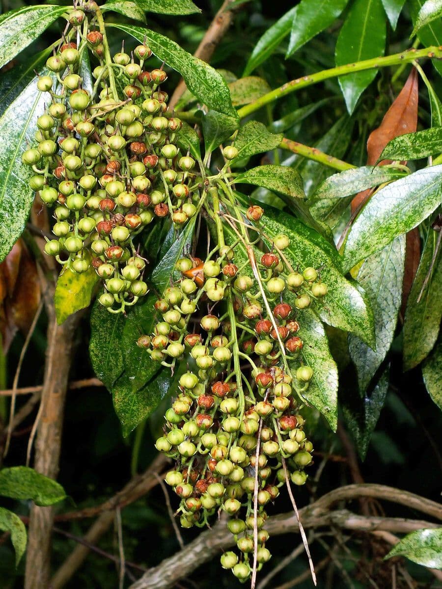 Pieris giapponese 3