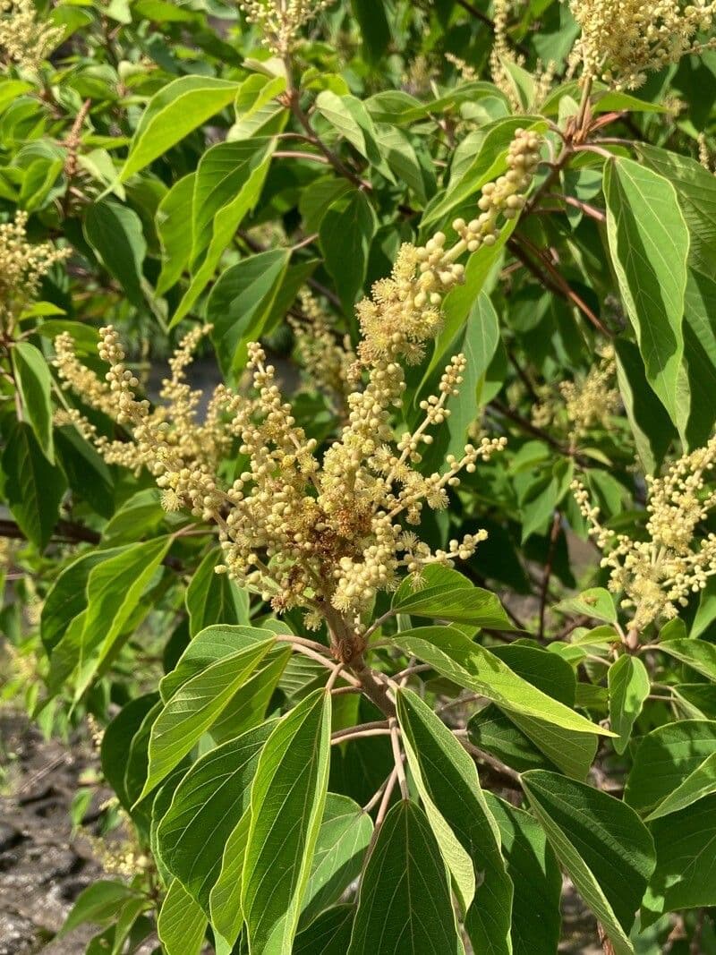 Mallotus japonicus