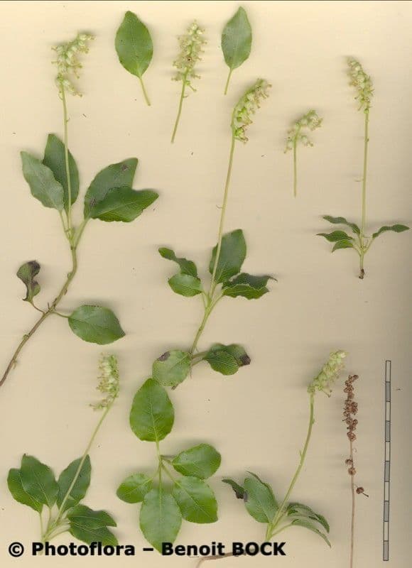 Serrated-wintergreen 21