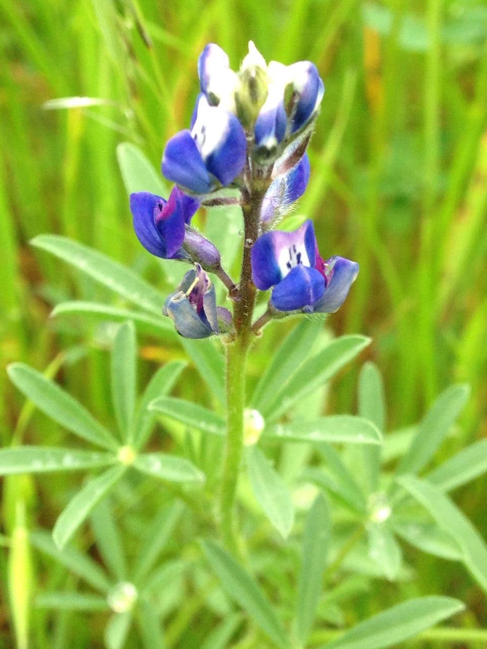 Lupinella bicolore 13
