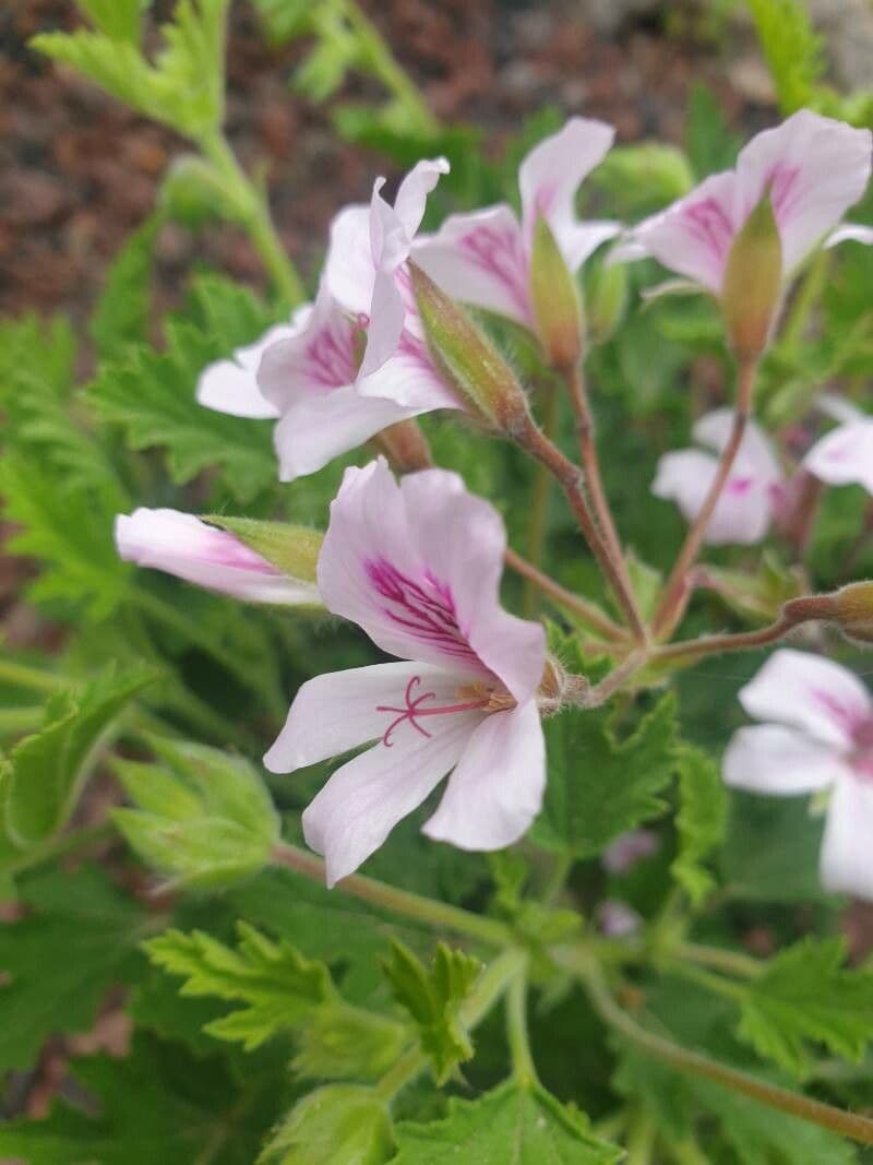 Geranio 3