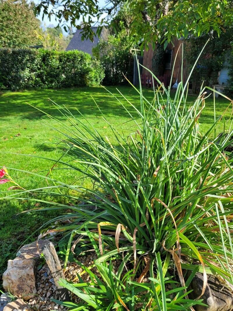Hesperantha 9