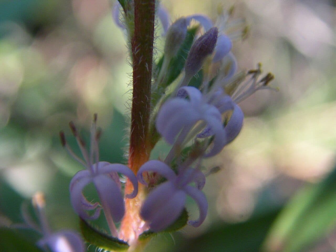 Otiophora 2