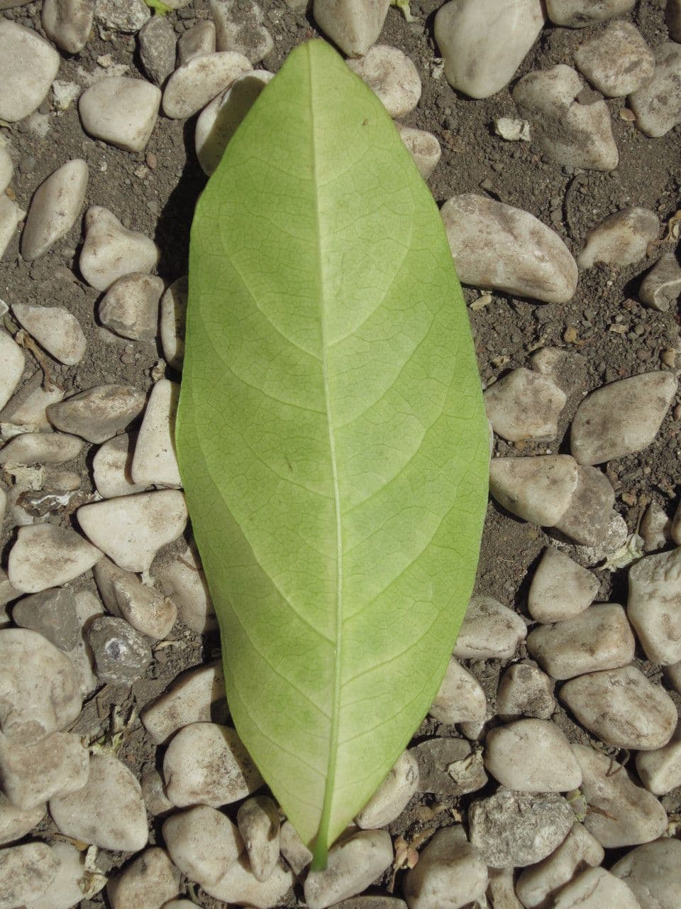 Harpullia pendula 9