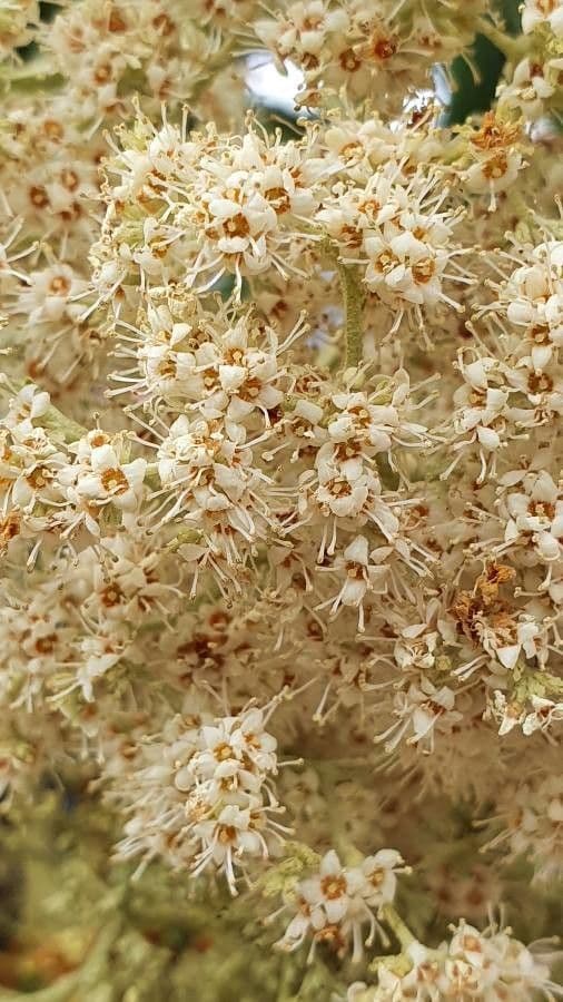 Buddleja saligna 2