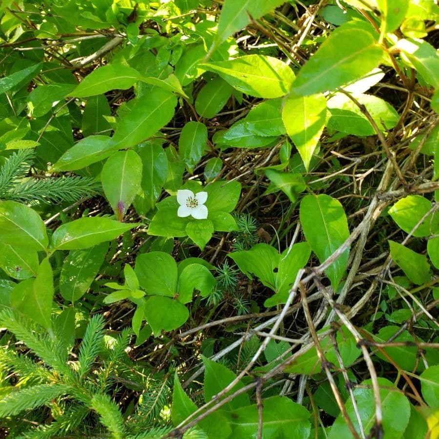 Cornus de Canadá 13