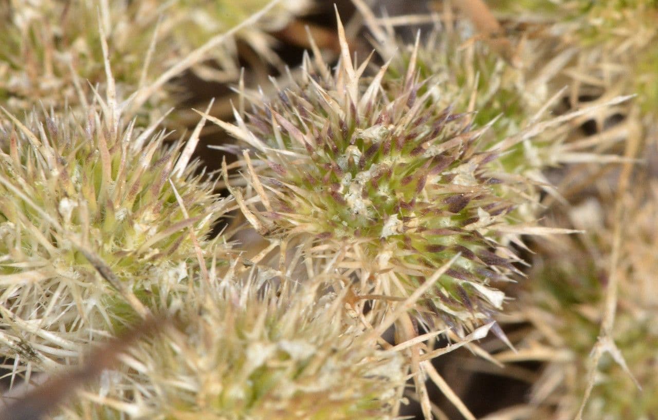 Navarretia