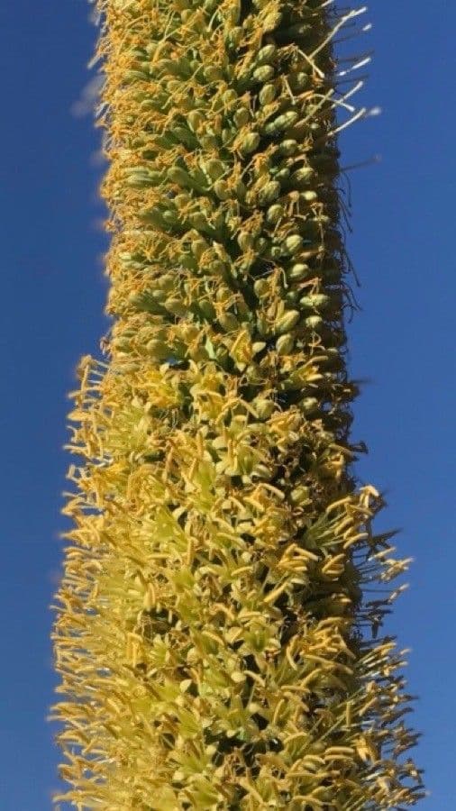 Utah-Agave 7