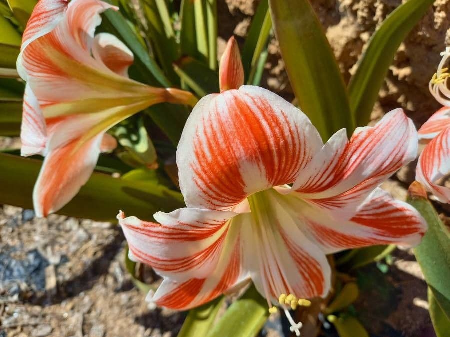 Amarilis 3