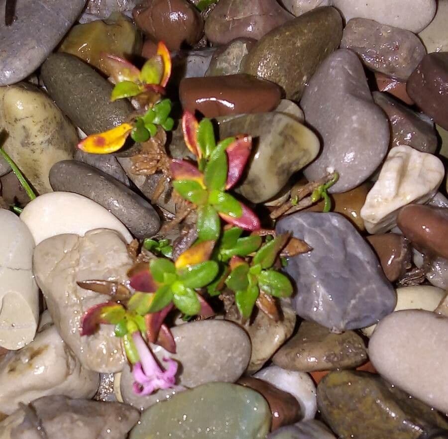 Frühblühender Thymian 12