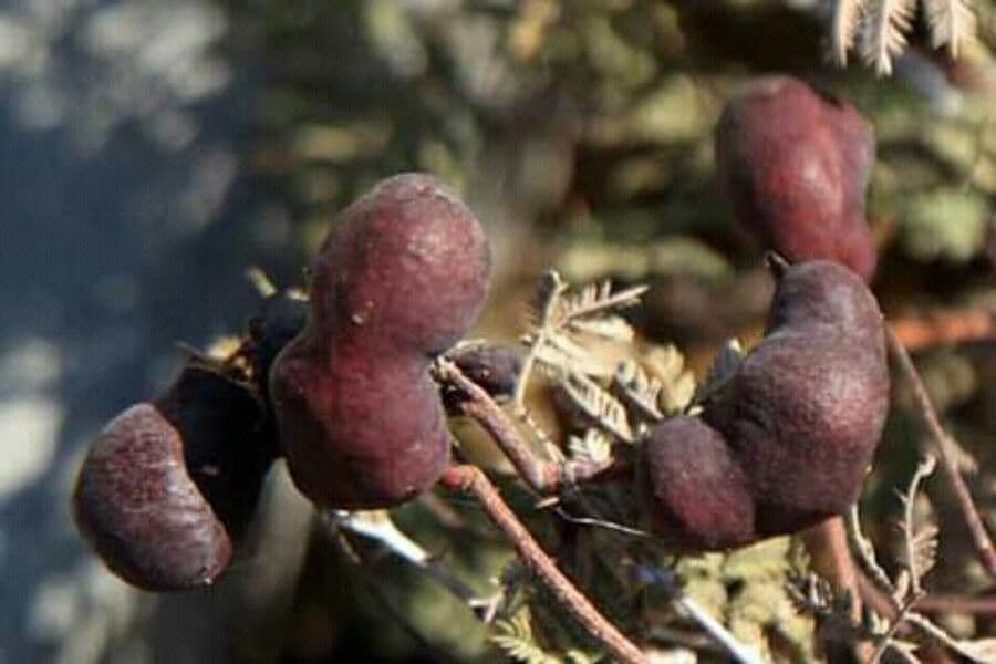 Prosopis 9