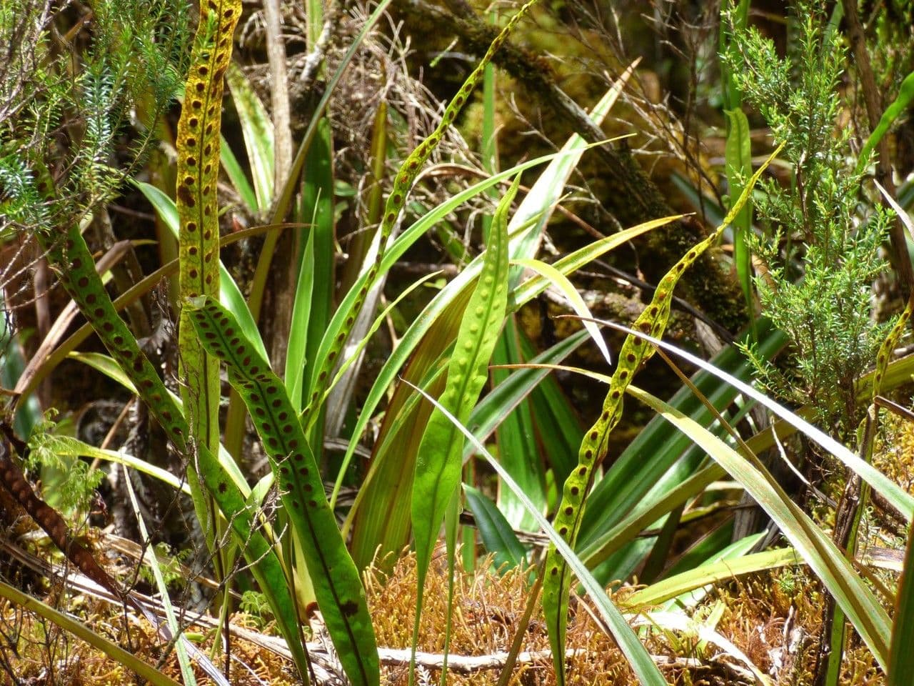 Lepisorus 9