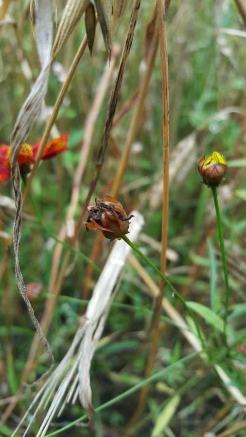 Färber-Mädchenauge 2