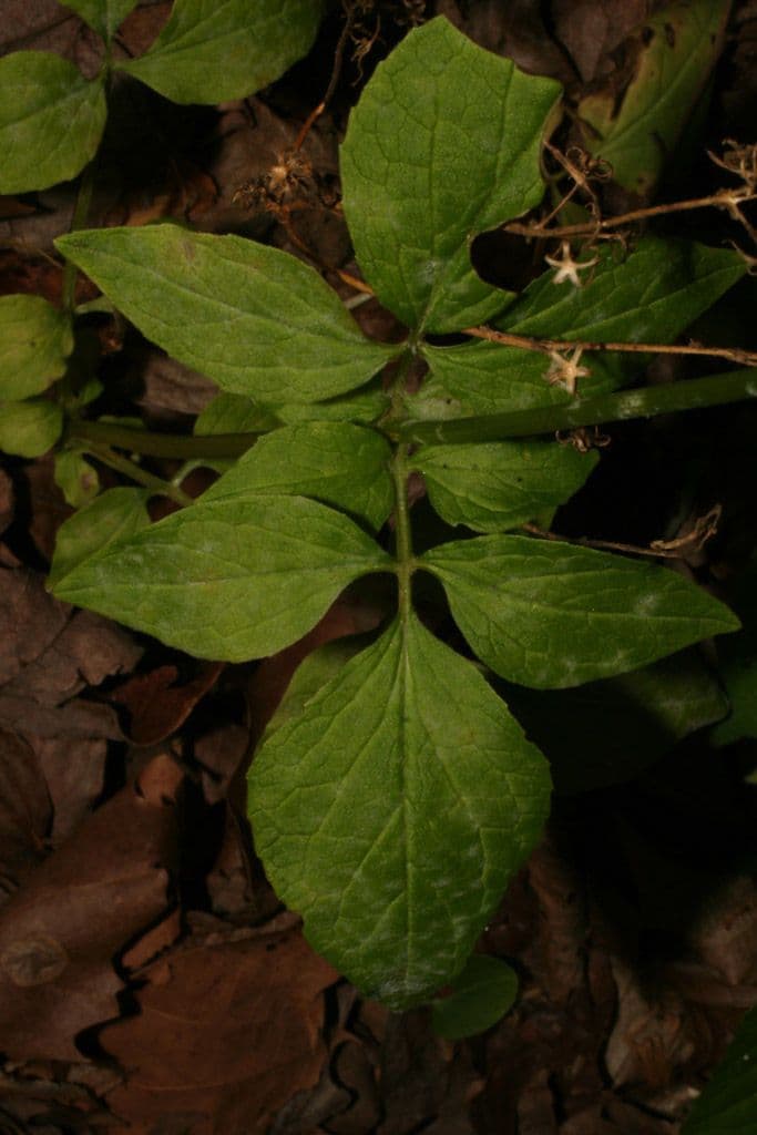 Valeriana pauciflora 14