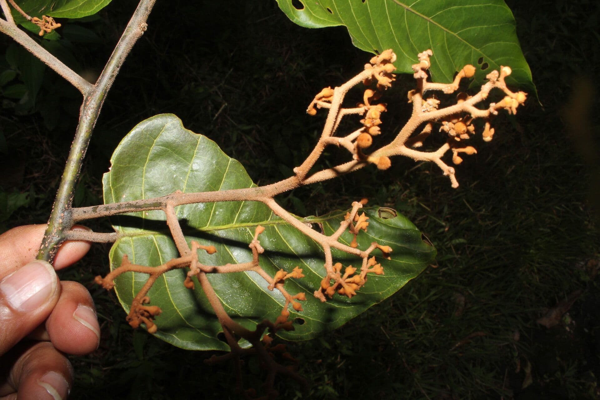 Virola sebifera 11